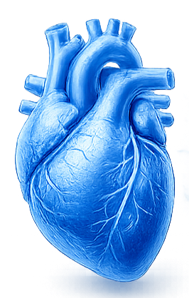 Heart
