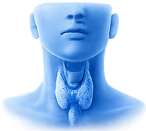 Thyroid